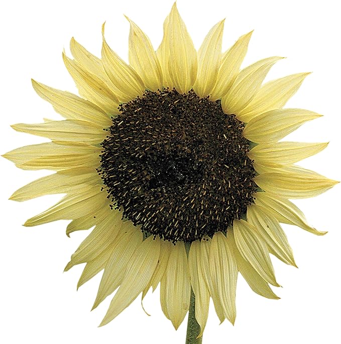 Park Seed Italian White Sunflower Seeds – Creamy White Petals with Chocolate Centers, 5–7 Ft Tall Well-Branched Variety for Cutting and Cottage Gardens, Pack of 50