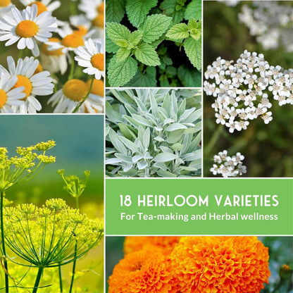 Medicinal Herb Seeds for Planting | 18 Seed Variety Pack of Heirloom, Non-GMO Herbs – Herbal Teas, Tinctures & Home Apothecary Garden Kit – Survival Garden Seeds