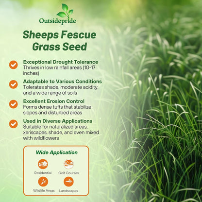Outsidepride Sheeps Fine Fescue Grass Seed - 25 Lbs. Perennial Heat & Drought Tolerant Dense Green, Traffic-Resistant Turf for Shaded Environments w/OptiGrowth Coating for Seed Enhancement
