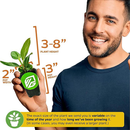 Audrey Fig (Banyan Tree) Live Plant - Ficus benghalensis by Wellspring Gardens - Easy-Care Ornamental Beauty, Perfect Sacred Starter Plant for Your Home & Garden Elegance