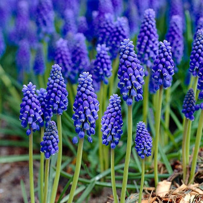 Garden State Bulb Muscari Grape Hyacinth Flower Bulbs, 8/9cm, Fall Planting (Bag of 50)