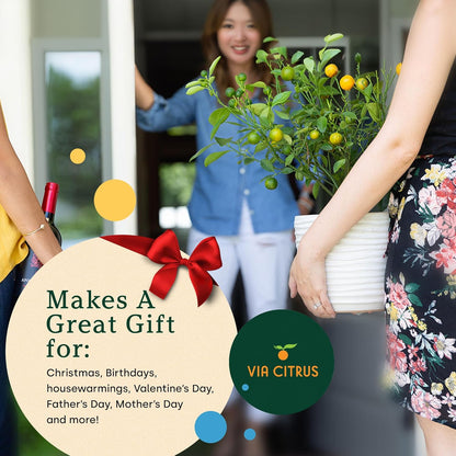 Ponderosa Lemon Patio Fruit Trees Live Plants 12-22" Tall - Dwarf Fruit Trees Live Plants Outdoor, Small Lemon Tree Cannot Ship: CA,AZ,TX,LA - Real Indoor Tree, Citrus Pot for Planting by Via Citrus