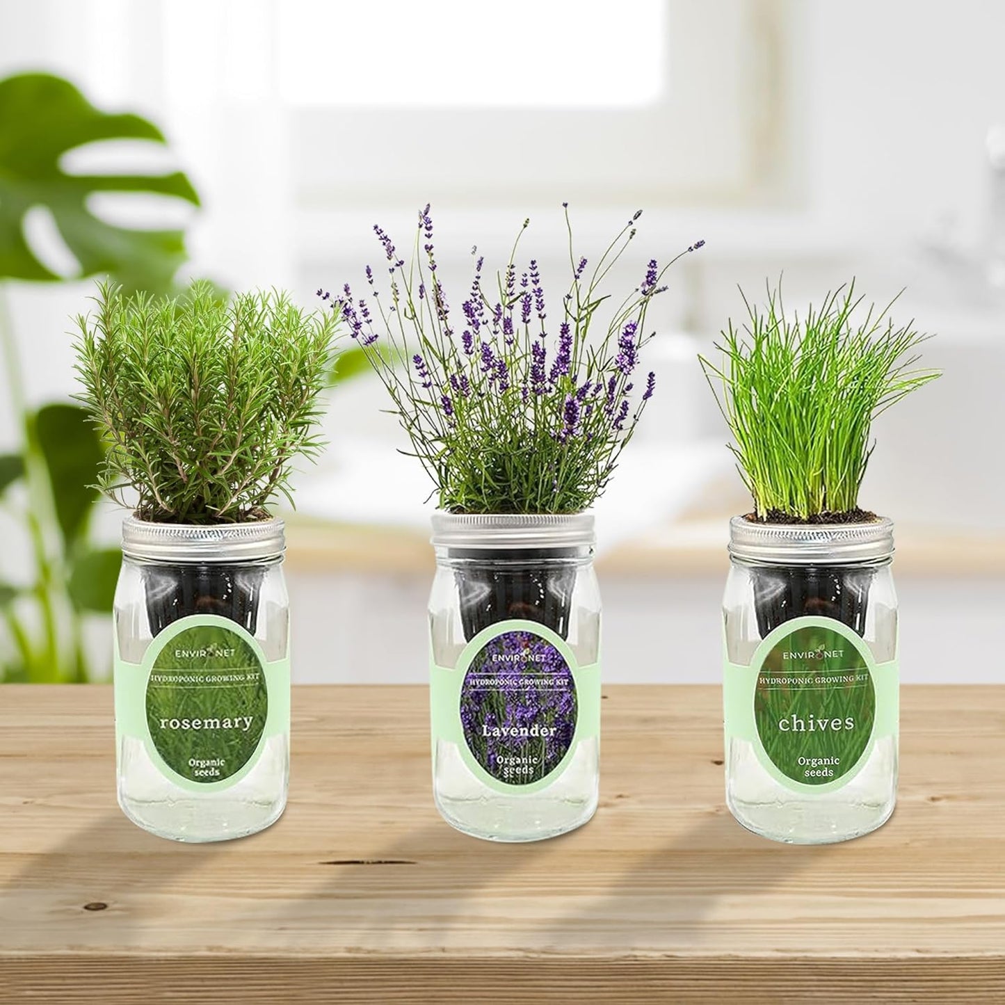 Hydroponic Herb Growing Kit Set, Self-Watering Mason Jar Herb Garden Starter Kit Indoor, Grow Your Own Herbs from Seeds (Lavender, Rosemary & Chives)