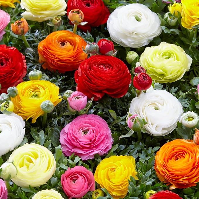 Easy to Grow Ranunculus Tecolote Rainbow Mix - 10 Plant Bulbs, Colorful Flowers in Spring, Full Sun Mediterranean Carlsbad Flower Fields