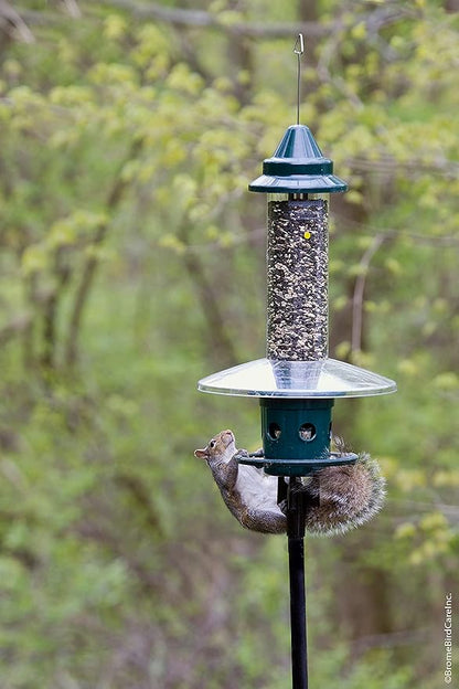 Squirrel Buster Plus Squirrel-proof Bird Feeder w/Cardinal Ring and 6 Feeding Ports, 5.1-pound Seed Capacity, Adjustable, Pole-mountable (POLE ADAPTOR SOLD SEPARATELY), Green