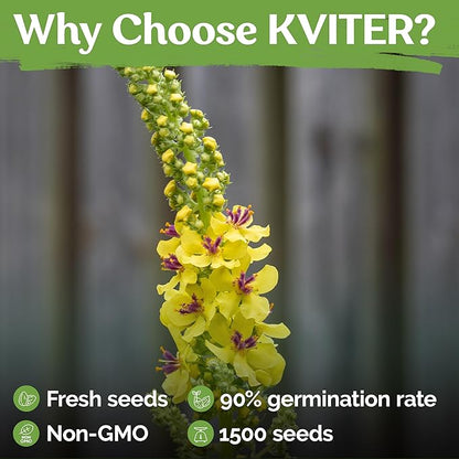 KVITER 1,500 Mullein Seeds for Planting (Verbascum Thapsus) – Mullein Herb, Heirloom Seed Non GMO Organic – Ideal for Herb Garden – US Grown Herbs Flower Seeds