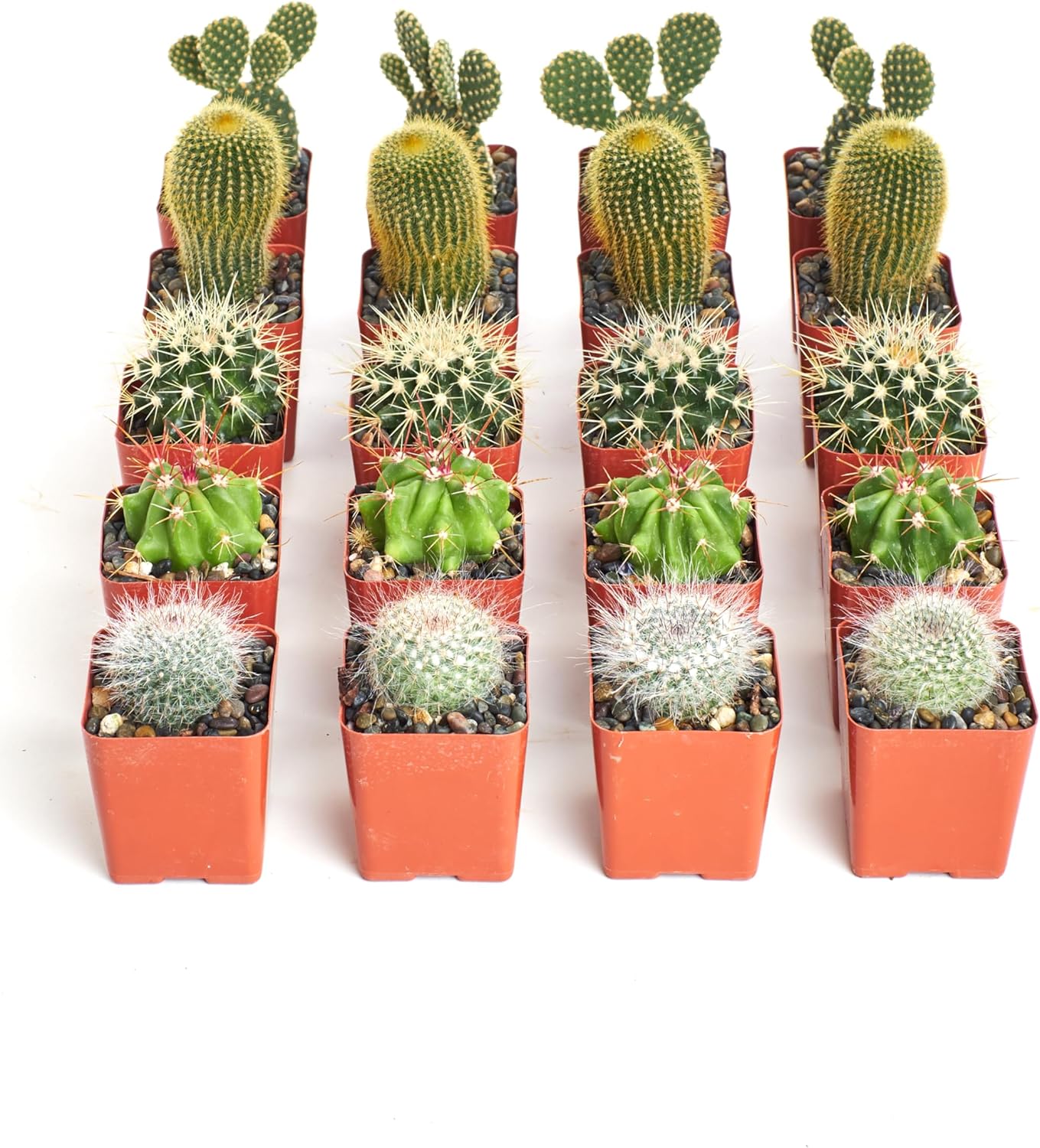 Shop Succulents Premium Live Mini Cactus Plants in Bulk 2" Pots, Easy Care Indoor or Outdoor Gardening, Terrariums, Favors, & Contemporary Spaces with Hardy, Resilient Varieties, Pack of 32