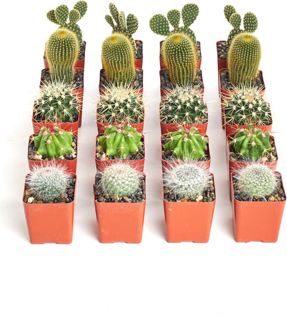 Shop Succulents Premium Live Mini Cactus Plants in Bulk 2" Pots, Easy Care Indoor or Outdoor Gardening, Terrariums, Favors, & Contemporary Spaces with Hardy, Resilient Varieties, Pack of 32