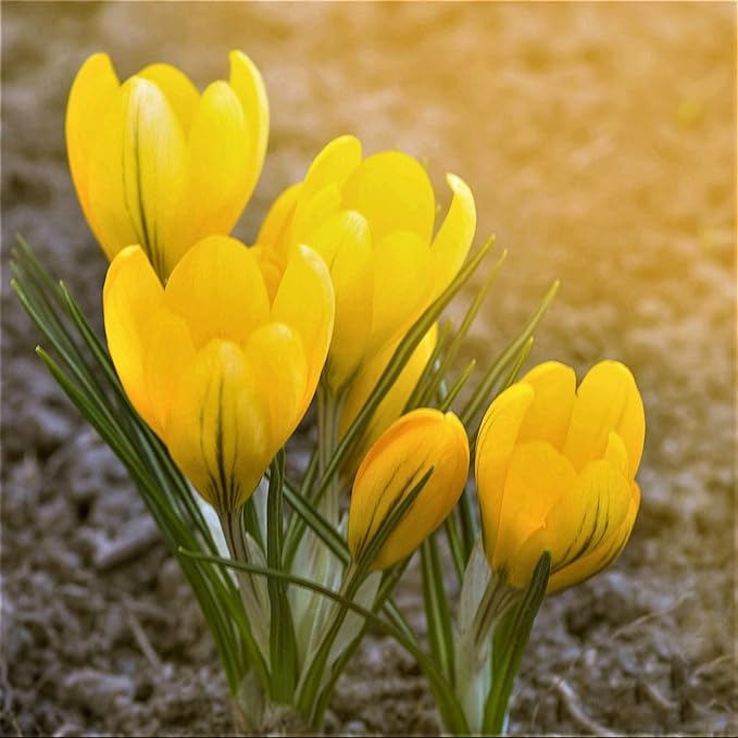 Easy to Grow Crocus Goldilocks 20 Plant Bulbs - Golden Yellow Flowers in Late Winter to Spring, Full Sun Outdoor Zones 3-8