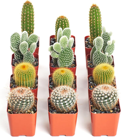 Shop Succulents | Can't Touch This Collection | Assortment of Hand Selected, Fully Rooted Live Indoor Cacti Plants, 12-Pack