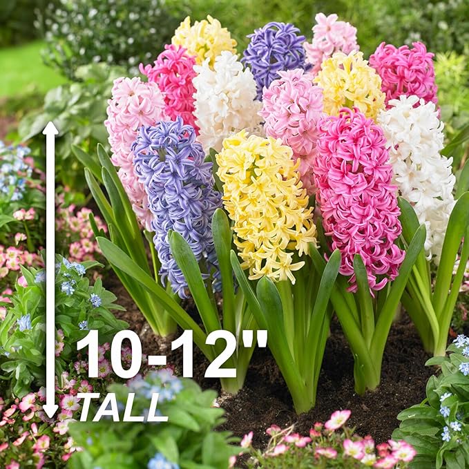 Garden State Bulb Pastel Mix Hyacinth Flower Bulbs, 15/16cm, Fall Planting (Bag of 50)
