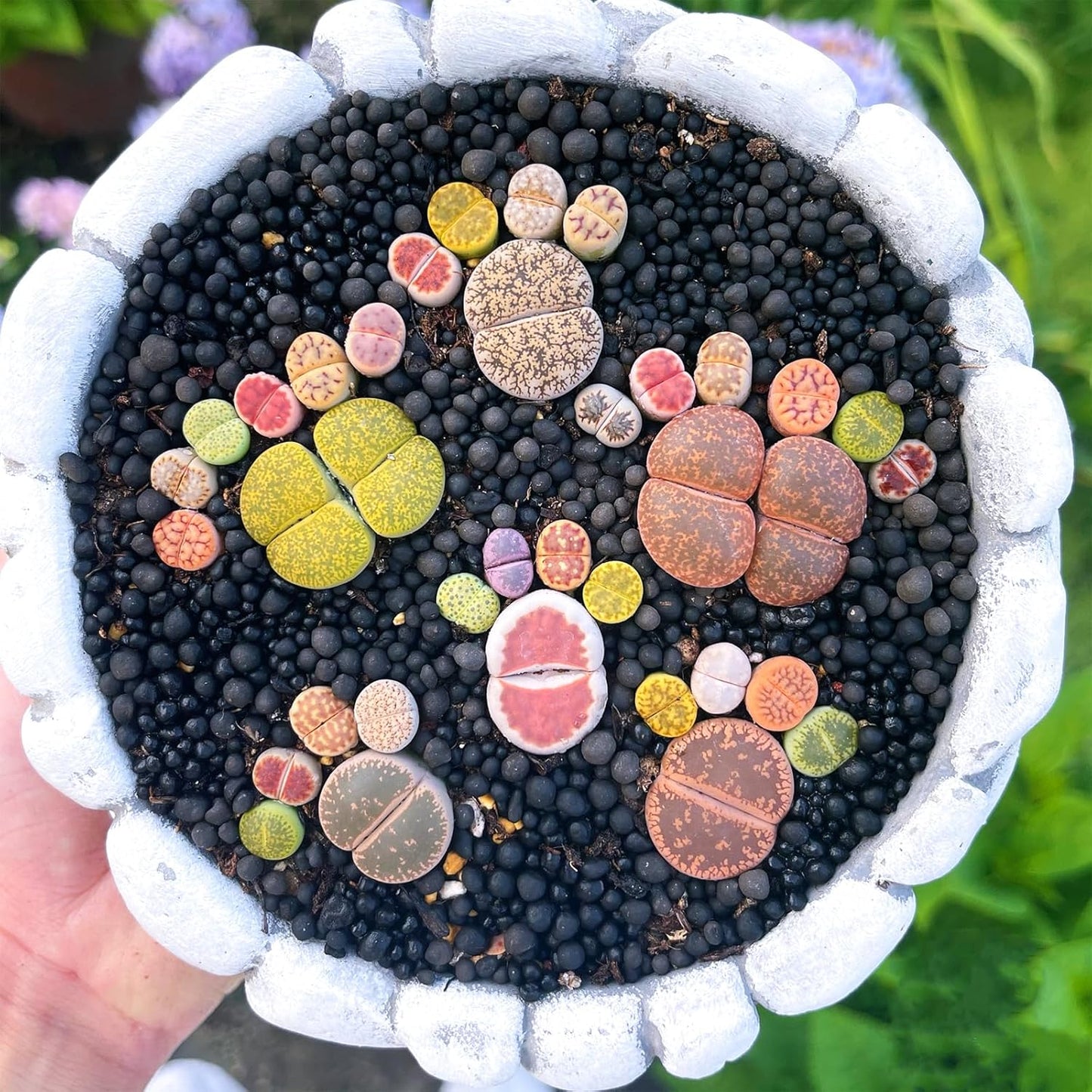 Sprout N Green Rare Lithops Collection, Living Stone Plant Fully Rooted in 4" Pot, Cute Potted Succulents Houseplant Pebble Plant, Great for Terrarium Arrangement, DIY Project
