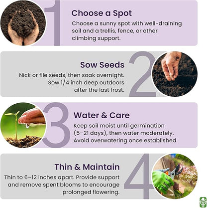 Climbing Vine Seeds for Planting – Colorful Mix of Climbing Flower Seeds: Morning Glory, Nasturtium, Black-Eyed Susan Vine, and Sweet Pea