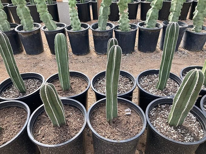 Cactus Outlet - Mexican Fence Post Cacti - Cactus Plants Live, 36”+ Live Plants Indoor & Outdoor Use, Rare Large Live Cactus - Landscape Ready Large Cactus Plant Live Delivered Right to Your Door