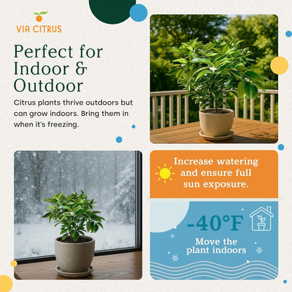 Red Lime Live Fruit Trees 8-12" Tall - Easy Indoor Plants Live Houseplants, No Shipping to CA, AZ,TX,LA - Outdoor Fruit Plants, Easy House Plant, Houseplant for Patio & Outdoor Planting by Via Citrus