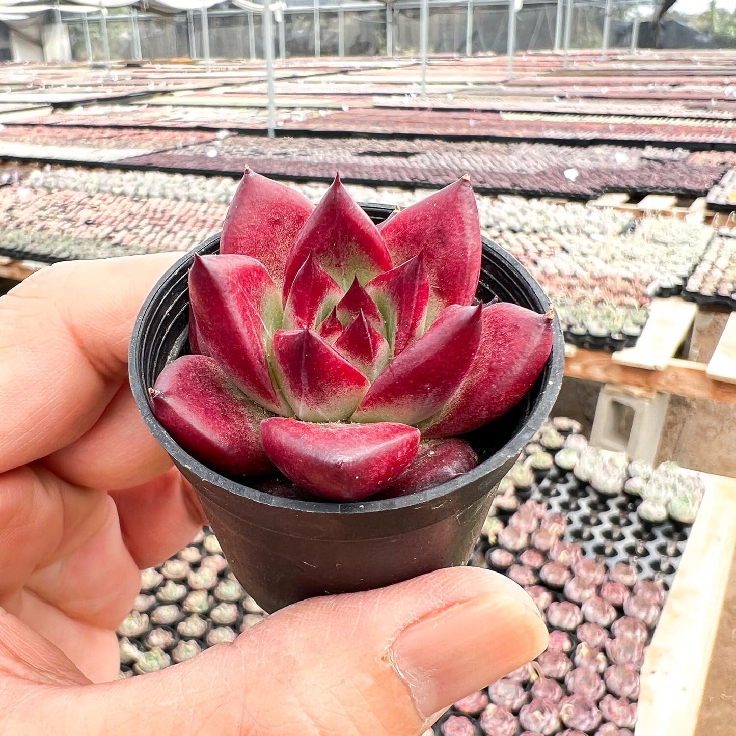 2" Rare Succulent Echeveria 'RedRoca', Live Succulents Plants Fully Rooted in Grower Pots, Unique Gift for Wedding Favor, Party Favor