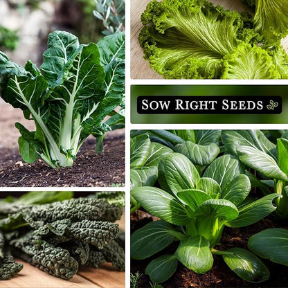 Sow Right Seeds - Large Greens Seed Collection for Planting - Spinach, Arugula, Kale, Lettuce, Tat SOI, Pak Choi and Rainbow Swiss Chard - Non-GMO Heirloom - Plant and Grow a Home Vegetable Garden