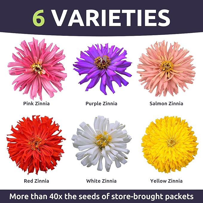 Zinnia Super Cactus Mix - Bulk 1/4 Pound Pouch - 15,000 Flower Seeds for Planting - Zinnia elegans
