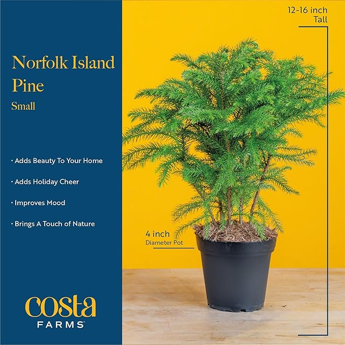 Costa Farms Live Christmas Tree, Small Norfolk Island Pine in Frosted Pine Trees Ceramic Plant Pot, Joy Holiday Decoration, Tabletop Christmas Gift, Holiday, Christmas Room Decor, 10-12 Inches Tall