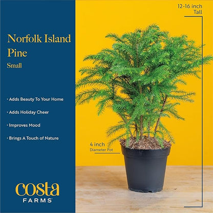 Costa Farms Live Christmas Tree, Small Norfolk Pine in Christmas Decor Plant Pot, Christmas Ornament, Holiday Gift Decoration for Room Decor, 10-12 Inches Tall