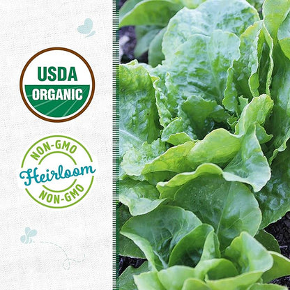 Back to The Roots 100% Organic Heirloom Seeds - Bibb Lettuce Value Pack (840mg Total)