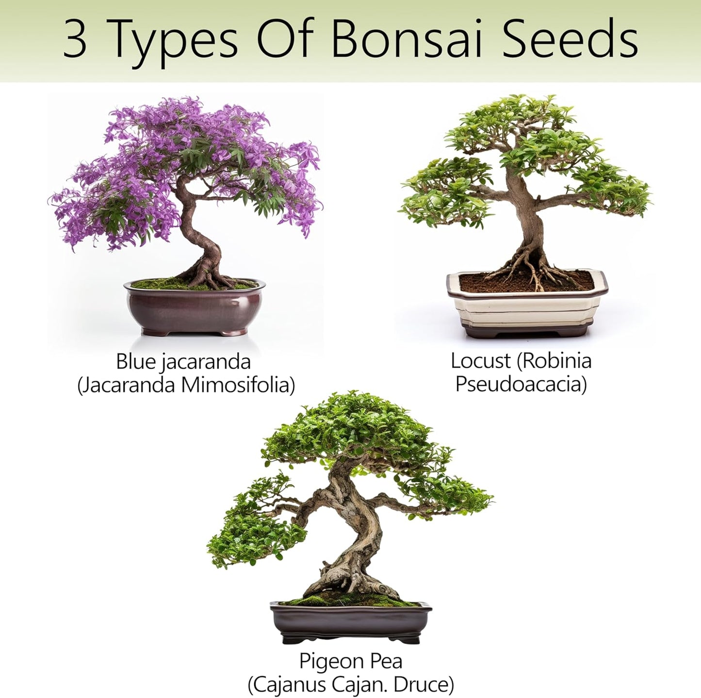 Avergo Bonsai Tree Kit – 3X Unique Japanese Bonzai Trees | Complete Indoor Starter Kit for Growing Bonsai Plants with Tools & Planters – Gardening Gifts for Women & Men