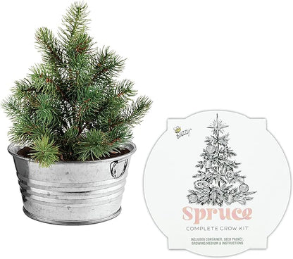 Buzzy Seeds Spruce Christmas Tree to Be Grow Kit, Complete with a Mini Galvanized Basin Planter, Non-GMO Seeds and Growing Medium, Fun DIY Holiday Gardening Gift, Stocking Stuffer, Party Favor