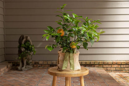 Meyer Lemon Tree Sympathy Gift, Live Dwarf Fruit Tree That Bears Juicy Lemons, The Perfect Memorial Gift by The Magnolia Company, No Shipping to TX, LA, AZ, AL, CA