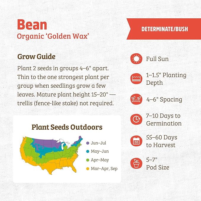 Back to The Roots 100% Organic Heirloom Seeds - Wax Bush Bean Value Pack (16.8g Total)