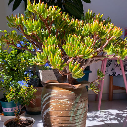 Sprout N Green Gollum Jade - Crassula Ovata Gollum, Rare Cute Succulent Plant Fully Rooted in 4" Pot