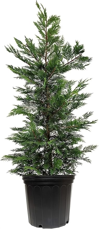 Leyland Cypress | 3 Extra Large 3 Gallon Plants | Cupressocyparis leylandii | Fast Growing Privacy Trees, Evergreen Landscape Plants, Drought Tolerant, Low Maintenance, Windbreak, Hardy