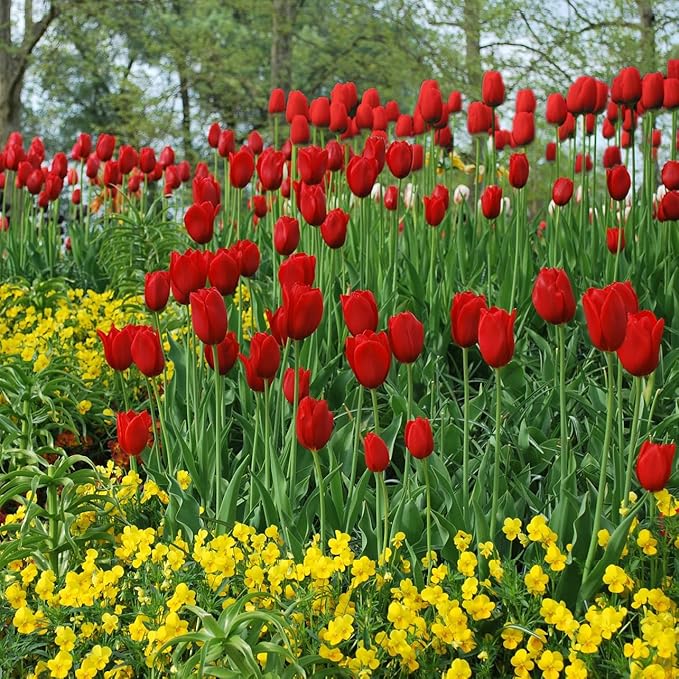 Giant Red Darwin Hybrid Tulips- 10 Bulbs – Premium Perennial Blooms | Tall, Vivid Scarlet Red Spring Flowers – Long-Lasting, for Outdoor Gardens & Fresh Cut Bouquets – Hardy Zones 3–8 (10 Bulbs)