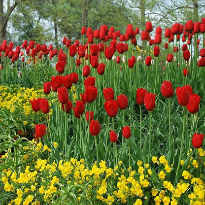 Giant Red Darwin Hybrid Tulips- 10 Bulbs – Premium Perennial Blooms | Tall, Vivid Scarlet Red Spring Flowers – Long-Lasting, for Outdoor Gardens & Fresh Cut Bouquets – Hardy Zones 3–8 (10 Bulbs)