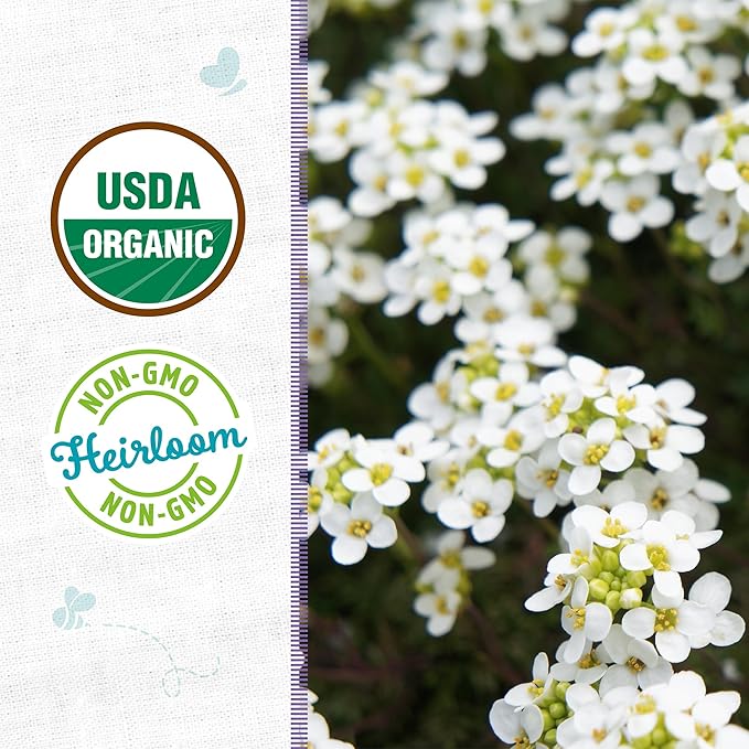 Back to The Roots 100% Organic Heirloom Seeds - Alyssum Flowers Value Pack (200mg Total)