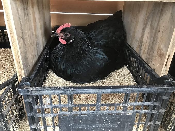 GARDENERA Premium Rice Hulls - Sustainable Gardening Essential for Improved Water Retention and Nutrient Absorption - 3 QUARTS