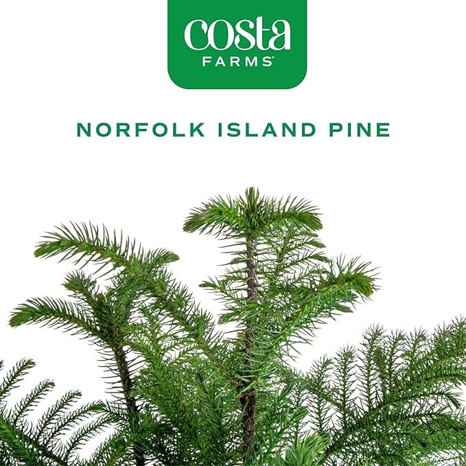 Costa Farms Live Christmas Tree, Large Norfolk Island Pine in Nursery Plant Pot, Potting Soil, Indoor Decor, All Seasons Christmas Gift or Room Decor, 3 Feet Tall