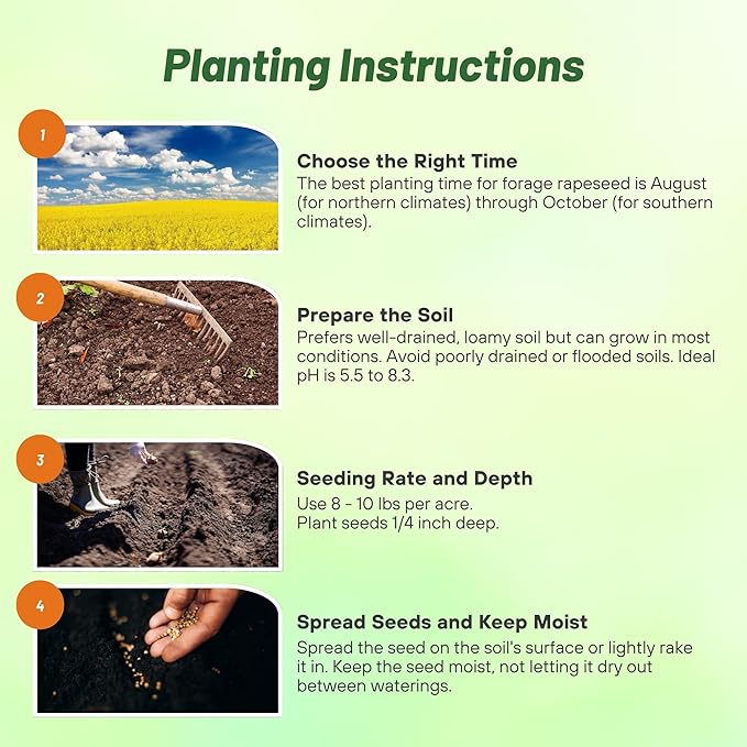 Outsidepride Trophy Forage Rape Seed - 1 Lb Heat, Cold & Drought-Tolerant Brassica Food Plot Seed, Ideal for for Deer & Livestock Grazing, Fall Planting, Soil Improvement, & Erosion Control