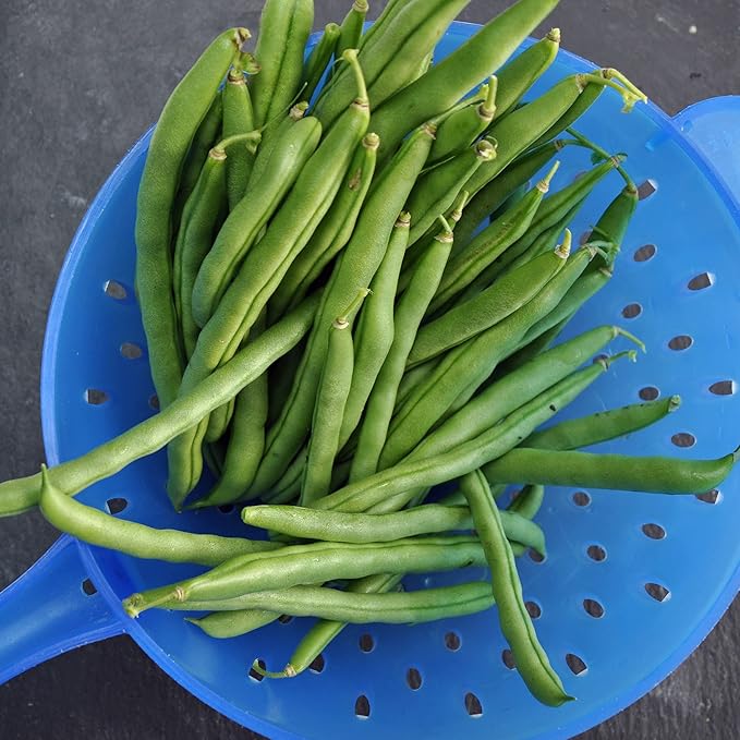 Back to The Roots 100% Organic Heirloom Seeds - Green Bean Value Pack (16.8g Total)