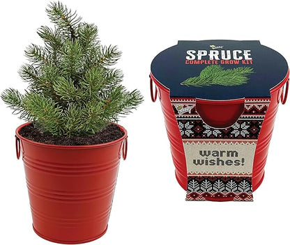 BUZZY Seeds All-in-One Spruce Tree Grow Kit Holiday Pail with Non-GMO Seeds, Growing Medium, Red Pail and Easy Instructions | Fun Indoor Gardening Project, Great Gift for Gardeners, Stockiing Stuffer