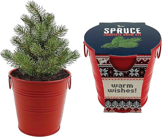 BUZZY Seeds All-in-One Spruce Tree Grow Kit Holiday Pail with Non-GMO Seeds, Growing Medium, Red Pail and Easy Instructions | Fun Indoor Gardening Project, Great Gift for Gardeners, Stockiing Stuffer