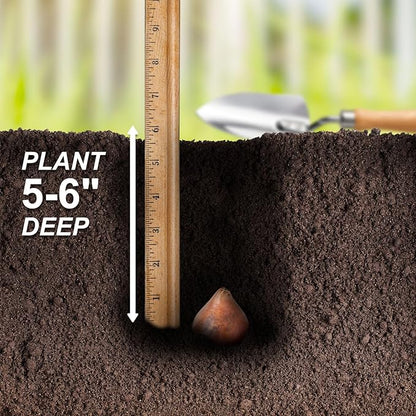 Garden State Bulb Maroon and Orange Mix Triumph Tulip Flower Bulbs, 12/+ cm, Fall Planting (Bag of 100)