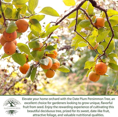 Date Plum Persimmon Tree Seeds (Diospyros Lotus) – 30+ Non-GMO & Heirloom Seeds, Exotic & Rare Fruit Tree, 80% Germination Rate, by Isla’s Garden Seeds, Unique Edible Landscape Addition