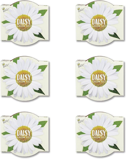 BUZZY Seeds Daisy Daydream Collection Mini Terracotta Grow Pots 6-Pack, All-in-One Starter Kit with Seed Packs and Growing Medium, Wedding Favors, Gardening Gifts, Stocking Stuffer