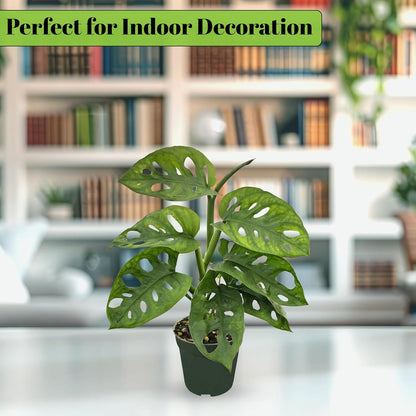 Bumble Plants Monstera Adansonii Real Indoor Plants Live Houseplants [Winter Thermal Packaging Included] | Air Purifier Indoor Plants | Real Plants Decor for Living Room, Office, Desk & Bathroom