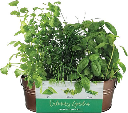 BUZZY Organic Windowsill Grow Kit, Copper Culinary Garden: Basil, Cilantro, and Chives, Best Gardening Gifts, Parties, Unique, Growth Guaranteed, Herb Starter Kit, Seed Kit, Grow Your Own Herbs