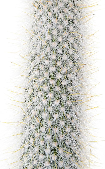 Cactus Outlet - Cactus Plants Live, Live Plants Outdoor & IndoorUse, Live Cactus, Silver Torch