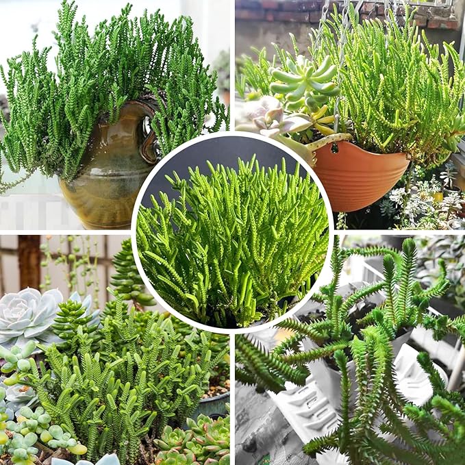 Sprout N Green Watch Chain, Rare Live Crassula muscosa Succulent Plant Fully Rooted in 4" Planter with Soil, Home Office Indoor Outdoor Wedding Decoration DIY Projects Party Favor