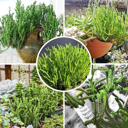 Sprout N Green Watch Chain, Rare Live Crassula muscosa Succulent Plant Fully Rooted in 4" Planter with Soil, Home Office Indoor Outdoor Wedding Decoration DIY Projects Party Favor