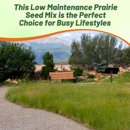 Outsidepride Perennial Short Native Grass Seed Mix - 25 lbs. Premium Mix of Blue Grama, Buffalo, Sideoats Grama, & Sheep’s Fescue Grass Seeds for Low-Maintenance, Heat & Drought-Tolerant Landscaping