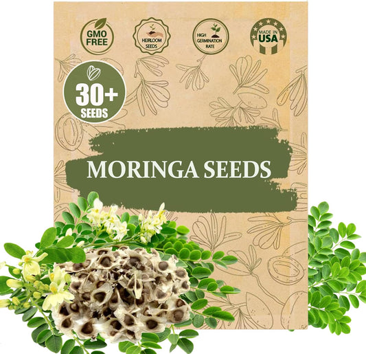 Rare Moringa Seeds - 30 Seeds for Planting | Non-GMO, Heirloom, Fast-Growing Drumstick Tree Seeds | Rich in Nutrients, Easy to Grow Indoors & Outdoors